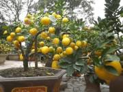 Nhà đẹp - Chanh vàng bonsai phú quý độc lạ thế nào mà đang gây "sốt" ở Thủ đô?