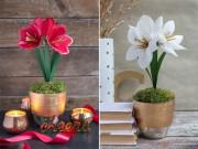Nhà đẹp - Chẳng cần tốn nhiều tiền, vẫn có hoa loa kèn độc - lạ chơi mấy cái Tết, thế mới lạ!