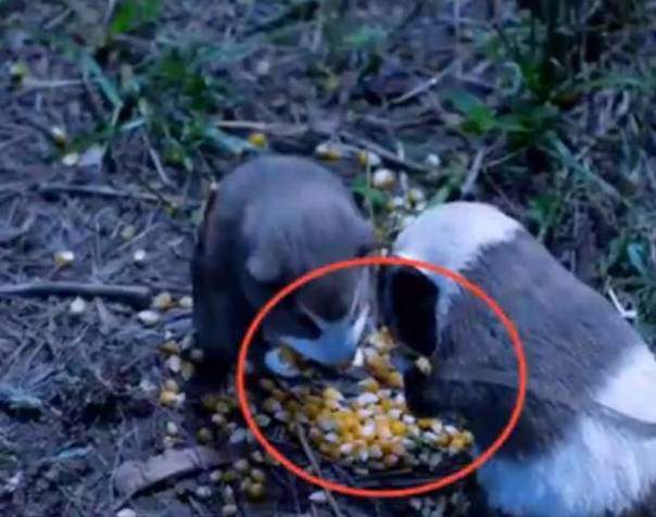 Tuyển tập sạn amp;#34;sai quá saiamp;#34;, chống lại mọi quy tắc lịch sử trong phim Hoa ngữ - 1