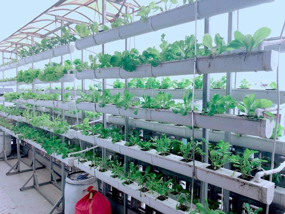Người hâm mộ thích thú với cây xà lách to như bó hoa của nhà Lý Hải - Minh Hà - 4
