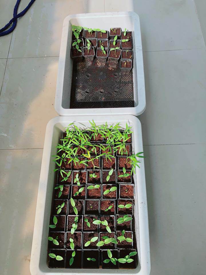 Người hâm mộ thích thú với cây xà lách to như bó hoa của nhà Lý Hải - Minh Hà - 12