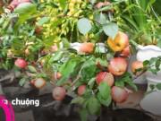 Nhà đẹp - Táo bonsai trông đẹp mắt nhưng chỉ nên để ngắm, ăn vào liệu có độc hại?