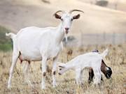 Tháng 2, con giáp nào làm ăn gặp thiên thời, địa lợi nhất?