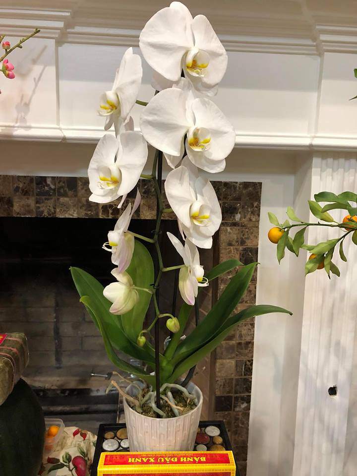 khong khi tet viet am cung ngap tran trong ngoi nha cua ca si hong ngoc tai my - 9