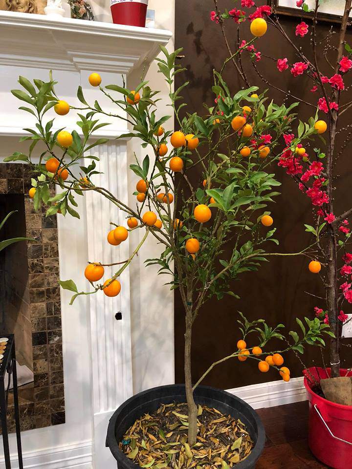 khong khi tet viet am cung ngap tran trong ngoi nha cua ca si hong ngoc tai my - 8