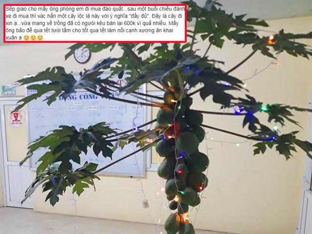 Dân mạng xin quỳ với anh chàng đi tậu cây... đu đủ về treo đèn nháy chưng Tết công ty