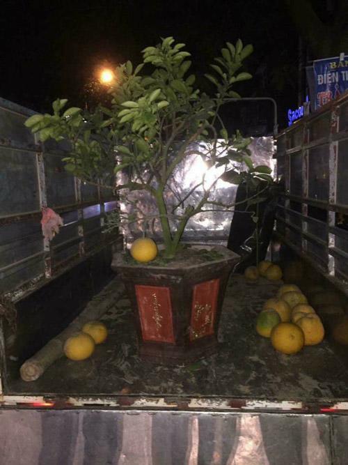 Dân mạng amp;#34;xin quỳamp;#34; với anh chàng đi tậu cây... đu đủ về treo đèn nháy chưng Tết công ty - 3