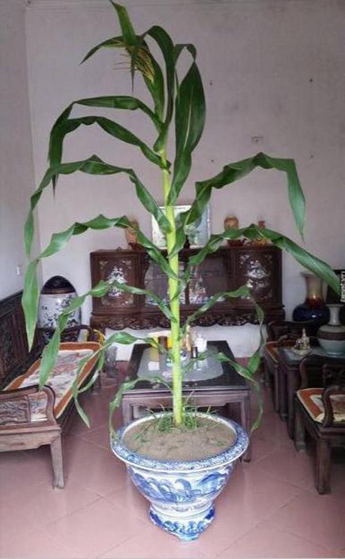 Dân mạng amp;#34;xin quỳamp;#34; với anh chàng đi tậu cây... đu đủ về treo đèn nháy chưng Tết công ty - 8