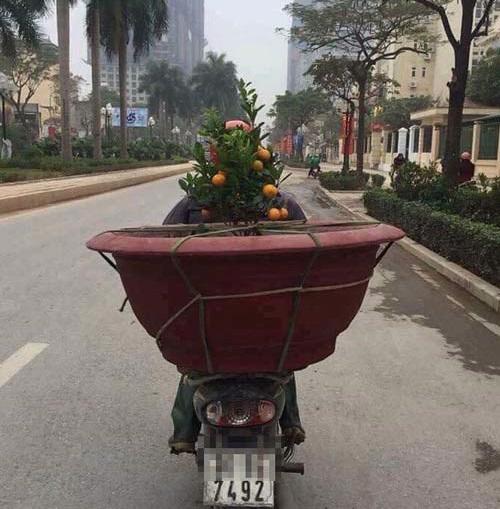 Dân mạng amp;#34;xin quỳamp;#34; với anh chàng đi tậu cây... đu đủ về treo đèn nháy chưng Tết công ty - 7