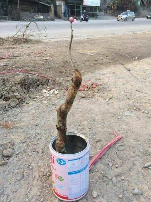 Dân mạng amp;#34;xin quỳamp;#34; với anh chàng đi tậu cây... đu đủ về treo đèn nháy chưng Tết công ty - 6