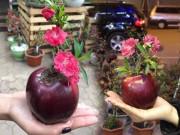 Nhà đẹp - Độc đáo "đào giâm táo" nhỏ xinh, chơi được cả tháng lại có cây mới tha hồ trồng