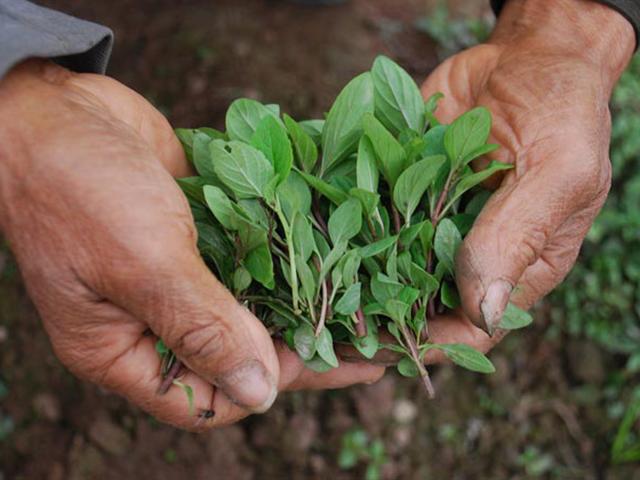 Tác dụng chữa bệnh thần kỳ của các loại rau thơm