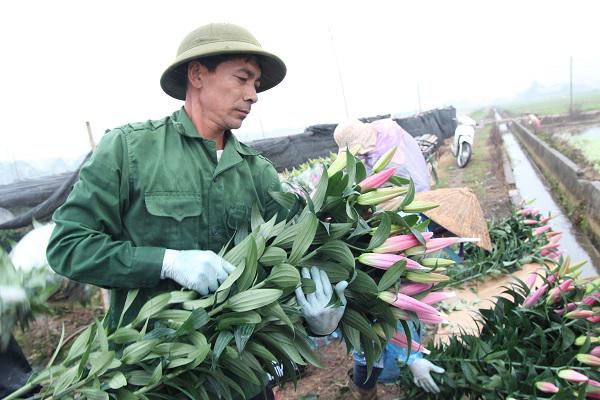 Hà Nội: Hoa ly nở rộ sau tết, dân khóc ròng vì bán chẳng ai mua - 4