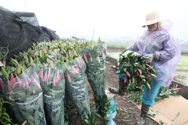 Hà Nội: Hoa ly nở rộ sau tết, dân khóc ròng vì bán chẳng ai mua - 5