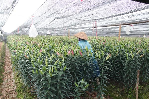 Hà Nội: Hoa ly nở rộ sau tết, dân khóc ròng vì bán chẳng ai mua - 2