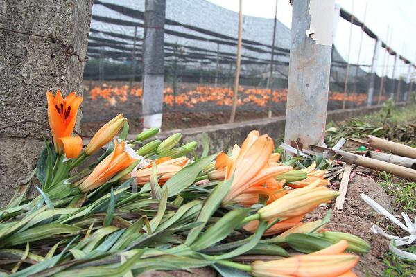 Hà Nội: Hoa ly nở rộ sau tết, dân khóc ròng vì bán chẳng ai mua - 8