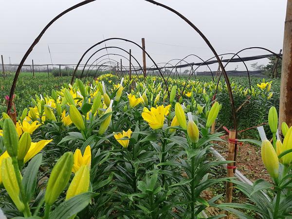 Hà Nội: Hoa ly nở rộ sau tết, dân khóc ròng vì bán chẳng ai mua - 9