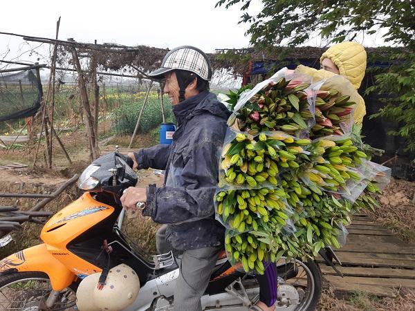 Hà Nội: Hoa ly nở rộ sau tết, dân khóc ròng vì bán chẳng ai mua - 11