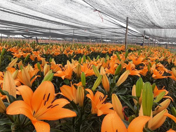 Hà Nội: Hoa ly nở rộ sau tết, dân khóc ròng vì bán chẳng ai mua - 7