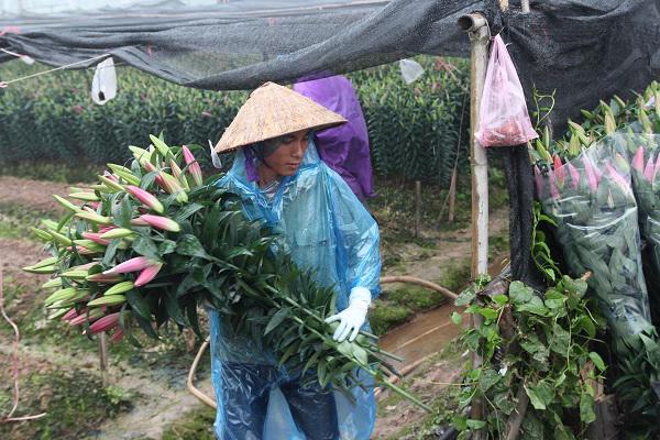 Hà Nội: Hoa ly nở rộ sau tết, dân khóc ròng vì bán chẳng ai mua - 3