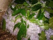 Tin tức - Giải mã hiện tượng lốc xoáy, mưa đá bất ngờ ở Nghệ An sau Tết