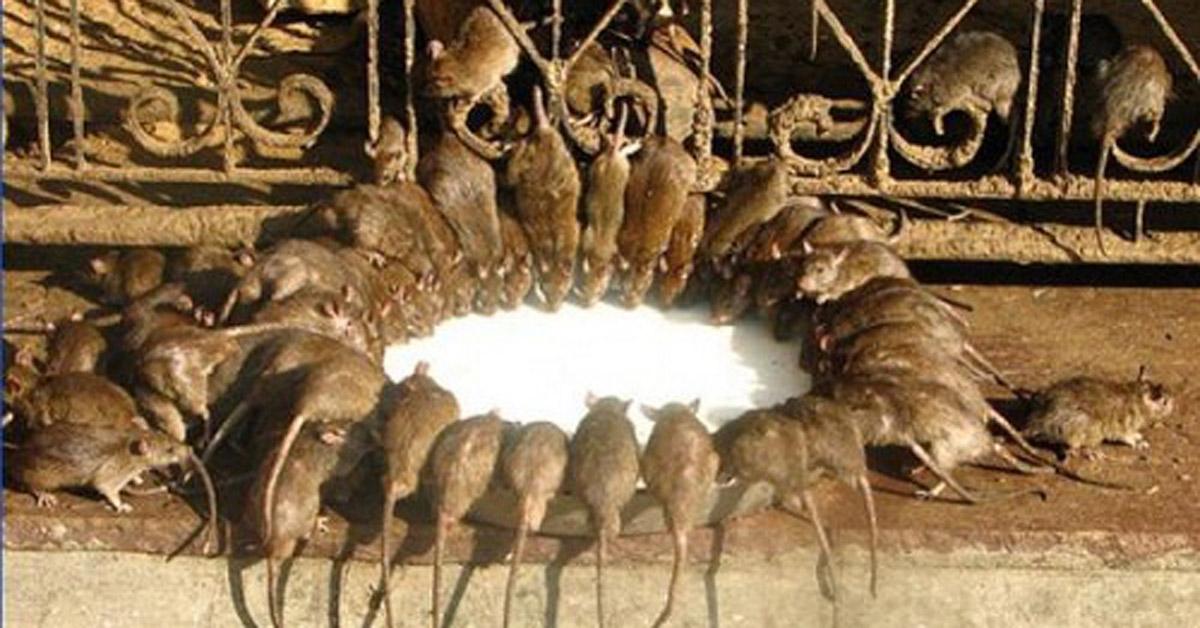 Lạ kỳ đền thờ bộ phận sinh sản nữ thần, ai bước vào đều… đỏ mặt - 2