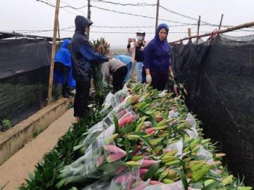 Tin tức 24h: Hoa ly nở bung sau Tết, hoa “cười”, người khóc xót xa