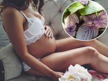Tác dụng không ngờ của lá tía tô với bà bầu
