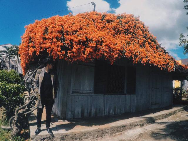 xuat hien ngoi nha phu kin hoa xac phao mau cam tren mai khien dan tinh "ran ran" muon den - 4