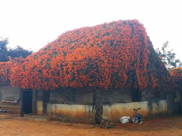 xuat hien ngoi nha phu kin hoa xac phao mau cam tren mai khien dan tinh "ran ran" muon den - 8