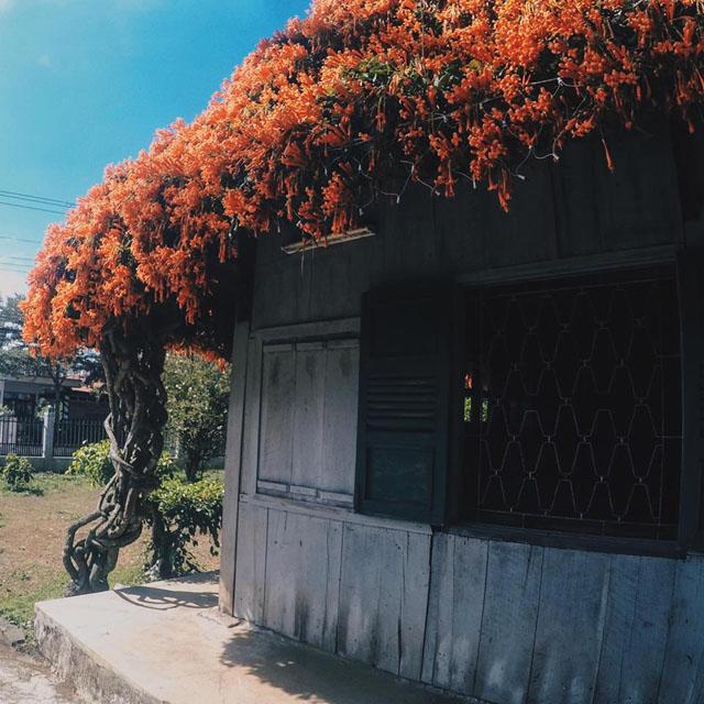 xuat hien ngoi nha phu kin hoa xac phao mau cam tren mai khien dan tinh "ran ran" muon den - 6