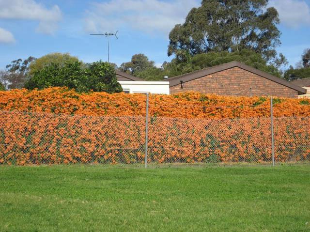 xuat hien ngoi nha phu kin hoa xac phao mau cam tren mai khien dan tinh "ran ran" muon den - 11