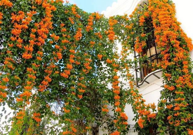 xuat hien ngoi nha phu kin hoa xac phao mau cam tren mai khien dan tinh "ran ran" muon den - 12