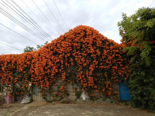 xuat hien ngoi nha phu kin hoa xac phao mau cam tren mai khien dan tinh "ran ran" muon den - 10