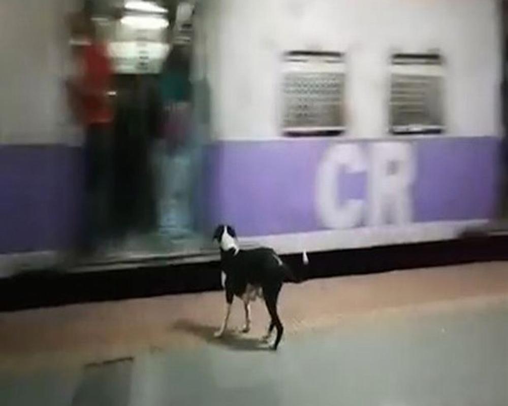 Câu chuyện cảm động về chú chó cứ 23h đêm lại ra ga tàu làm một điều lạ lùng - 1