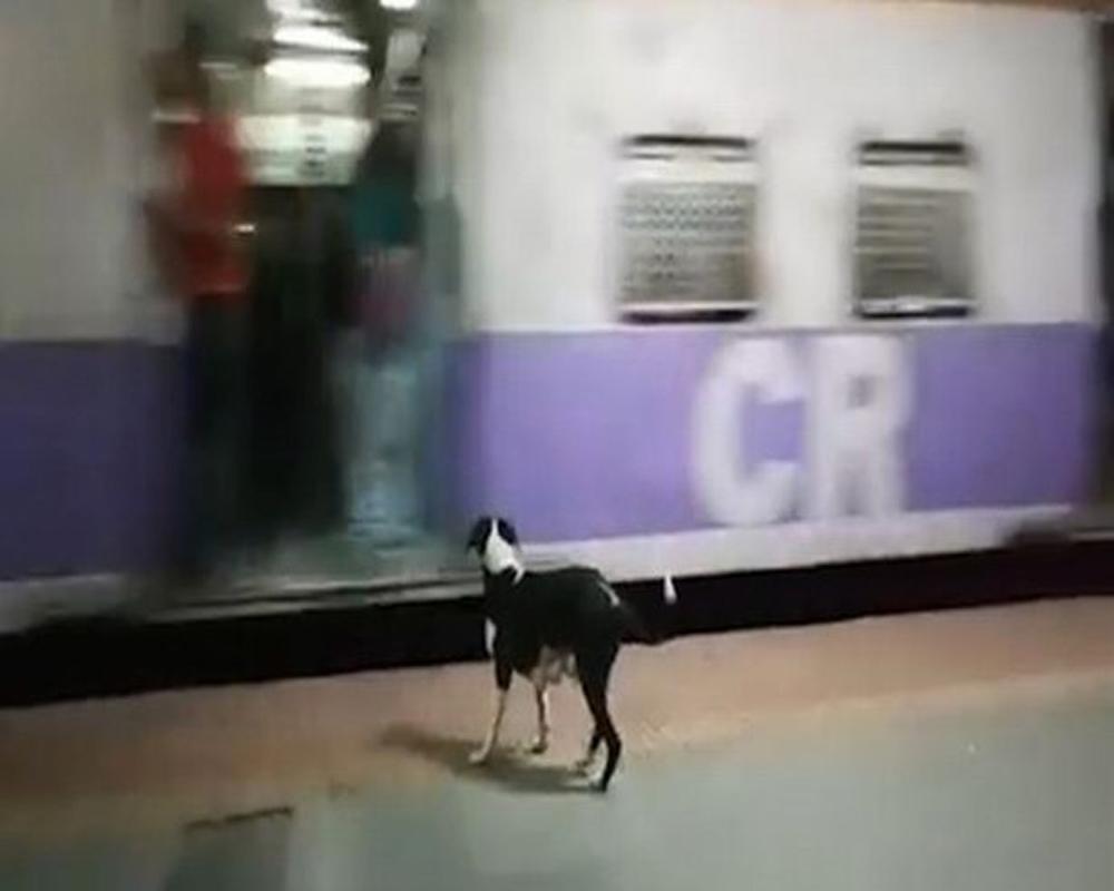 Câu chuyện cảm động về chú chó cứ 23h đêm lại ra ga tàu làm một điều lạ lùng - 2