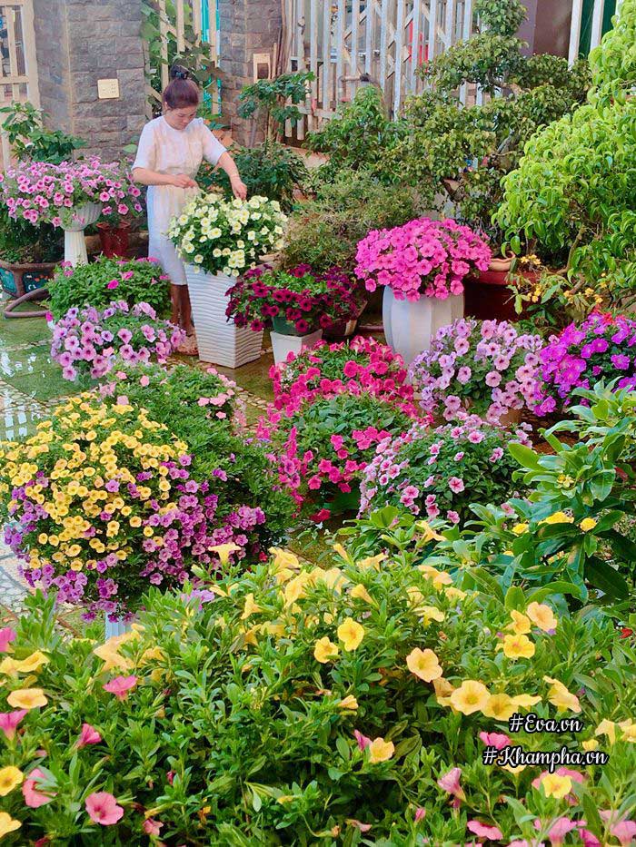 Ngẩn ngơ trước vườn hoa dạ yến thảo rực sắc trước sân nhà của bà mẹ xứ Huế mộng mơ - 5