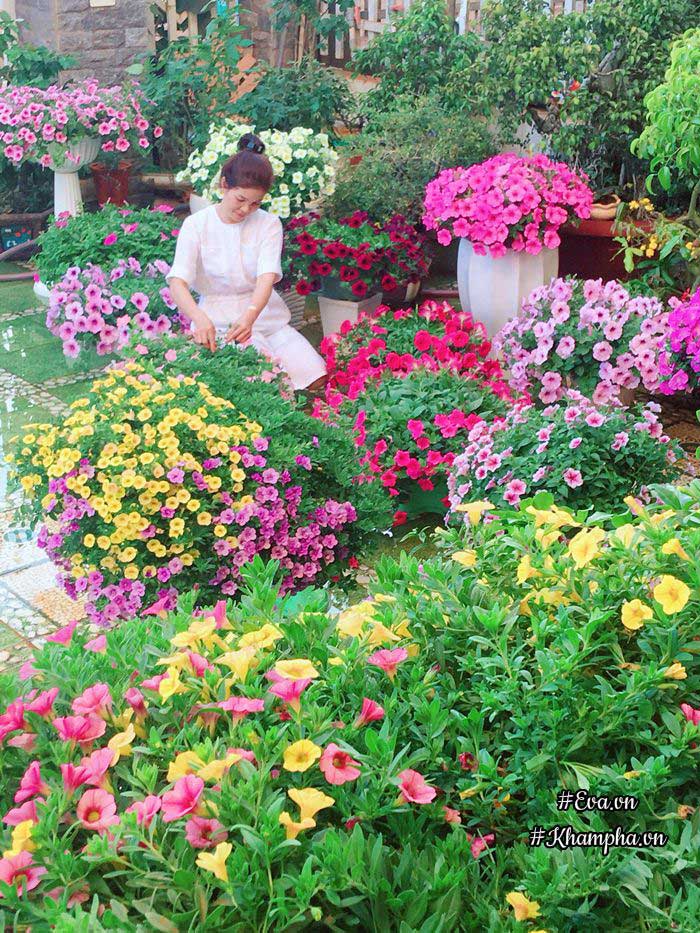 Ngẩn ngơ trước vườn hoa dạ yến thảo rực sắc trước sân nhà của bà mẹ xứ Huế mộng mơ - 3