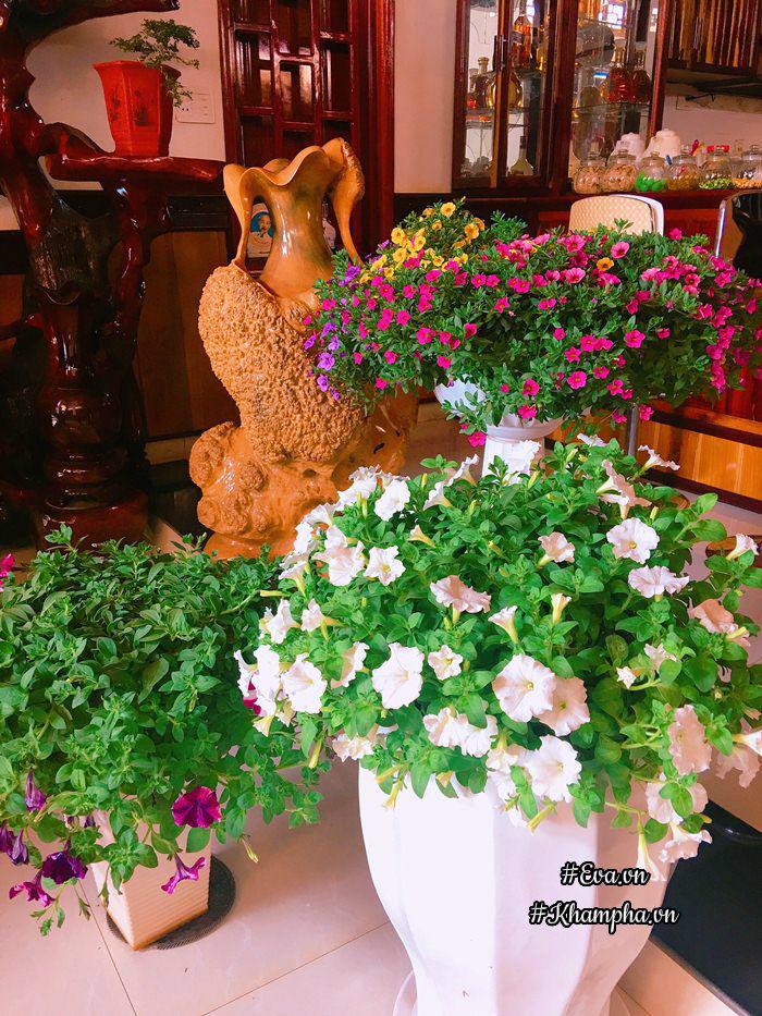 Ngẩn ngơ trước vườn hoa dạ yến thảo rực sắc trước sân nhà của bà mẹ xứ Huế mộng mơ - 7