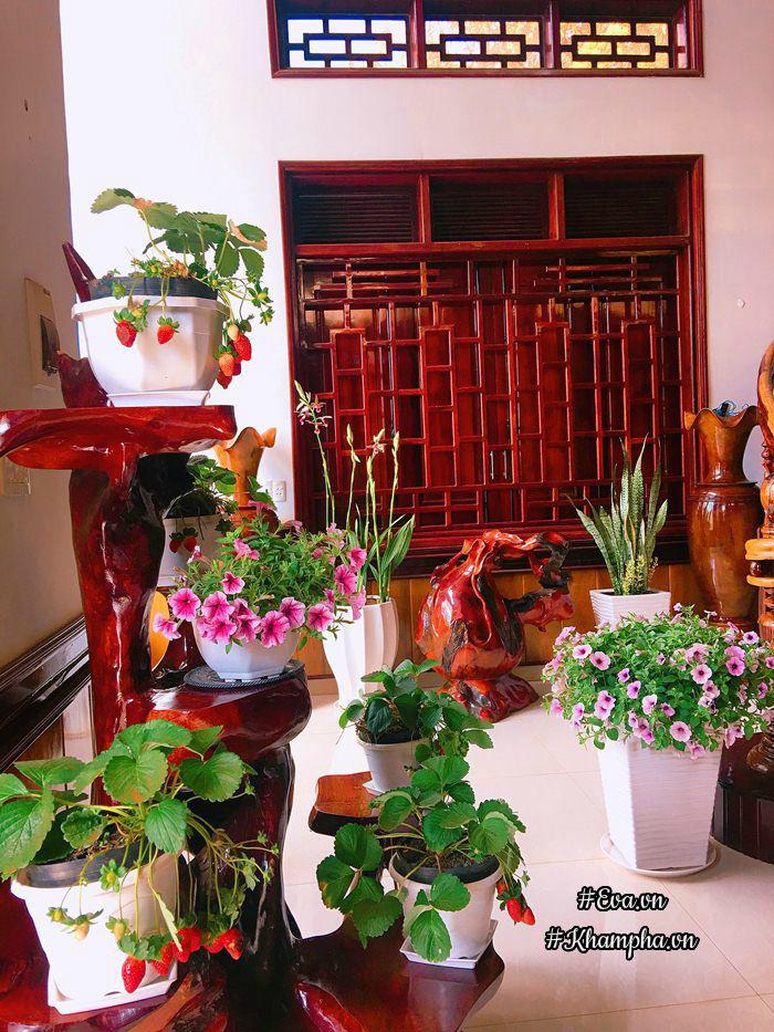 Ngẩn ngơ trước vườn hoa dạ yến thảo rực sắc trước sân nhà của bà mẹ xứ Huế mộng mơ - 8