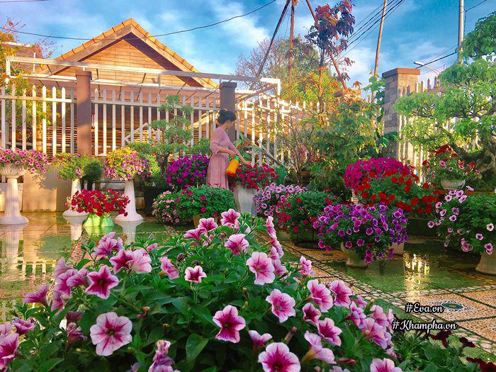 Ngẩn ngơ trước vườn hoa dạ yến thảo rực sắc trước sân nhà của bà mẹ xứ Huế mộng mơ - 9