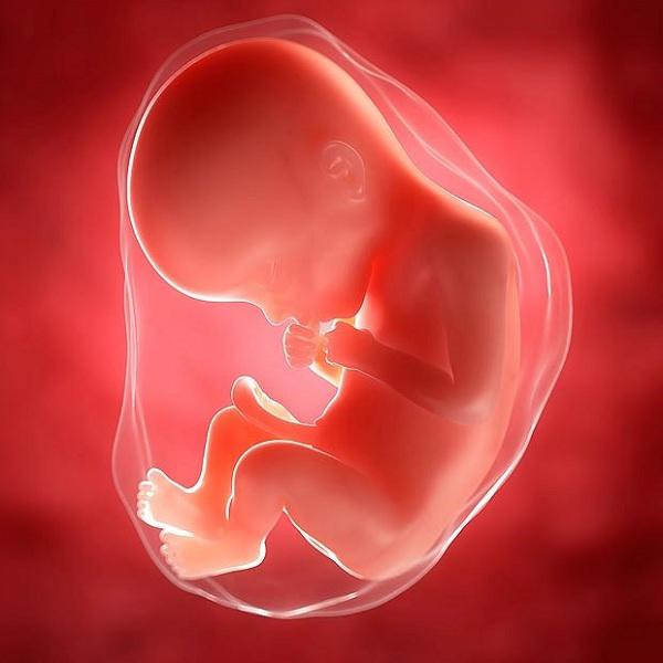 Bật mí 17 điều tuyệt diệu về hoạt động của thai nhi trong bụng mẹ - 1