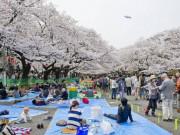 Du lịch - Đến Hàn Quốc, Nhật Bản ngay thôi, mùa anh đào nở đến rồi!