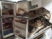 Nhà đẹp - Dân mạng "phát hoảng" với chiếc tủ lạnh thối rữa vì bị bỏ quên trước Tết