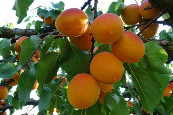 Lên Mộc Châu ngắm hoa ban nở, nếm đặc sản cao nguyên đến amp;#34;quên cả đường vềamp;#34; - 10