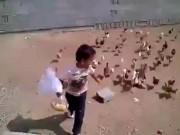 Clip Eva - Cười tổng hợp: Những em bé dành cả tuổi thanh xuân để sợ gà