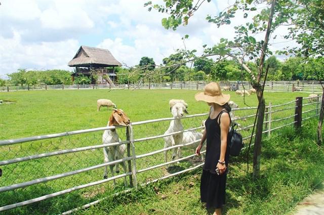 Khám phá những nông trại xinh xắn tươi mát ngay trong lòng Sài Gòn - 10