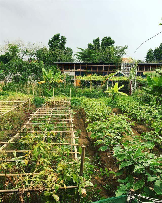 Khám phá những nông trại xinh xắn tươi mát ngay trong lòng Sài Gòn - 11