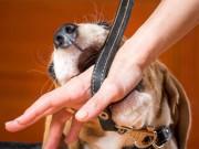 Sức khỏe - Chơi với chó cưng bị xước tay, phải… thay khớp háng