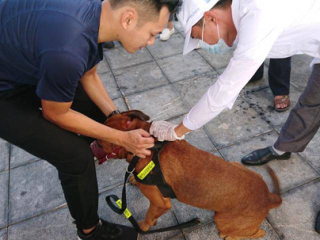 Người phụ nữ cả đời buôn chó bị chó dại cắn chết